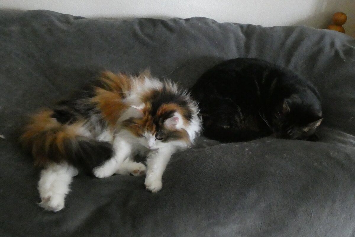 (260'351) - Katze Nymeria und Kater Shaggy auf dem Bett am 15. M�rz 2024 in Thun