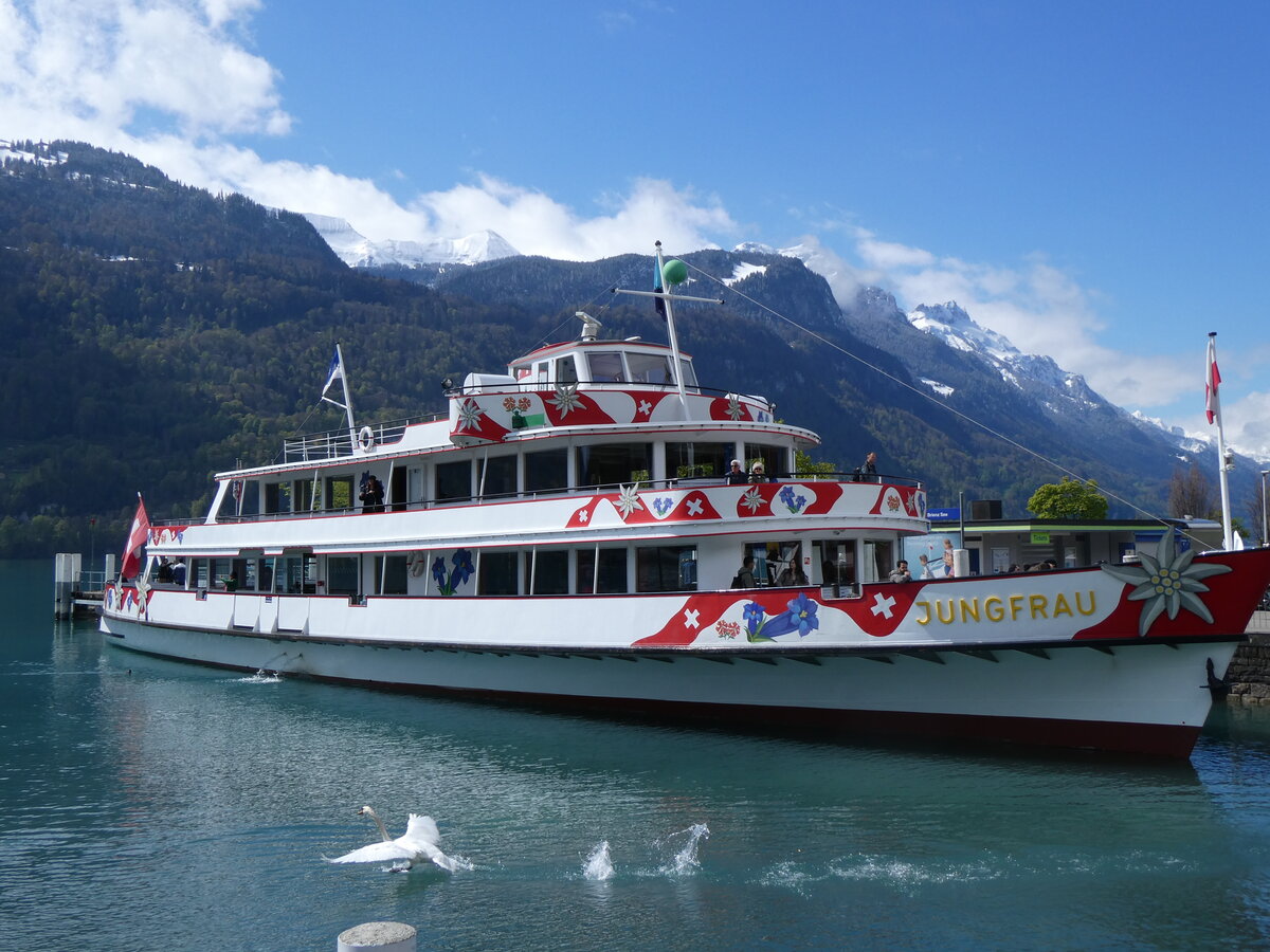 (261'695) - Motorschiff Jungfrau am 25. April 2024 an der Schiffl�ndte Brienz