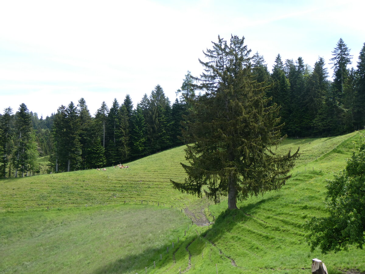 (263'184) - Tanne am 26. Mai 2024 in Horn bei D�rrenroth