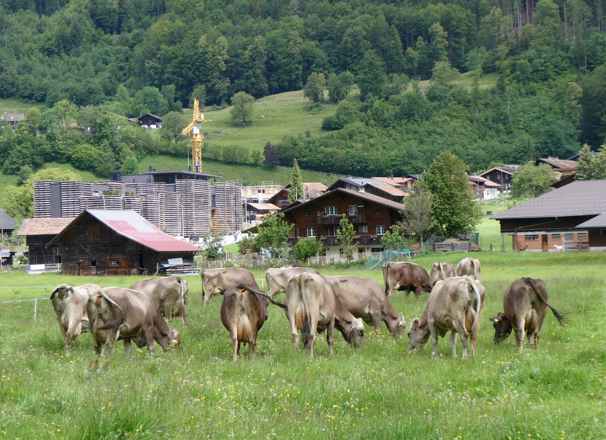 (263'224) - Rinder am 28. Mai 2024 auf dem Ballenberg bei Hofstetten