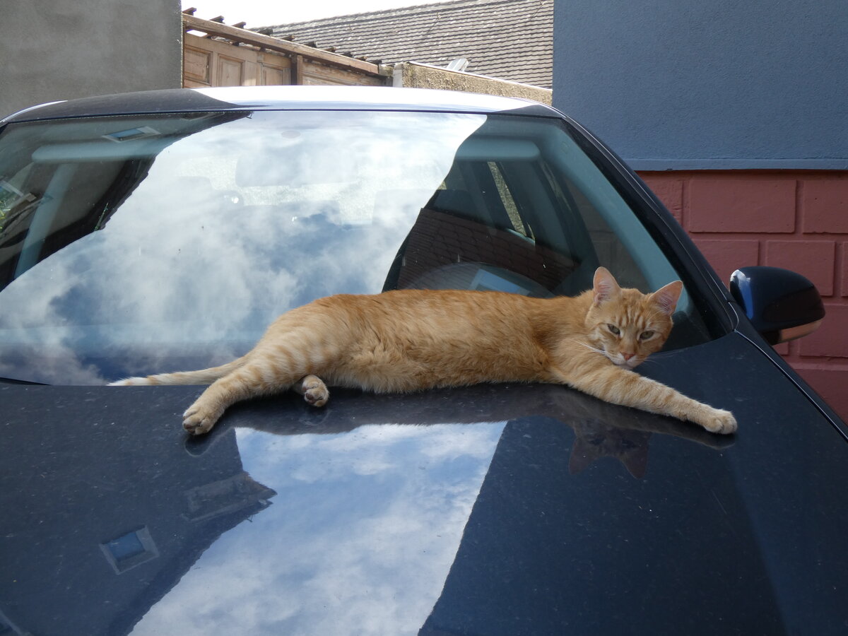 (264'572) - Katze am 10. Juli 2024 in Bad D�rrenberg