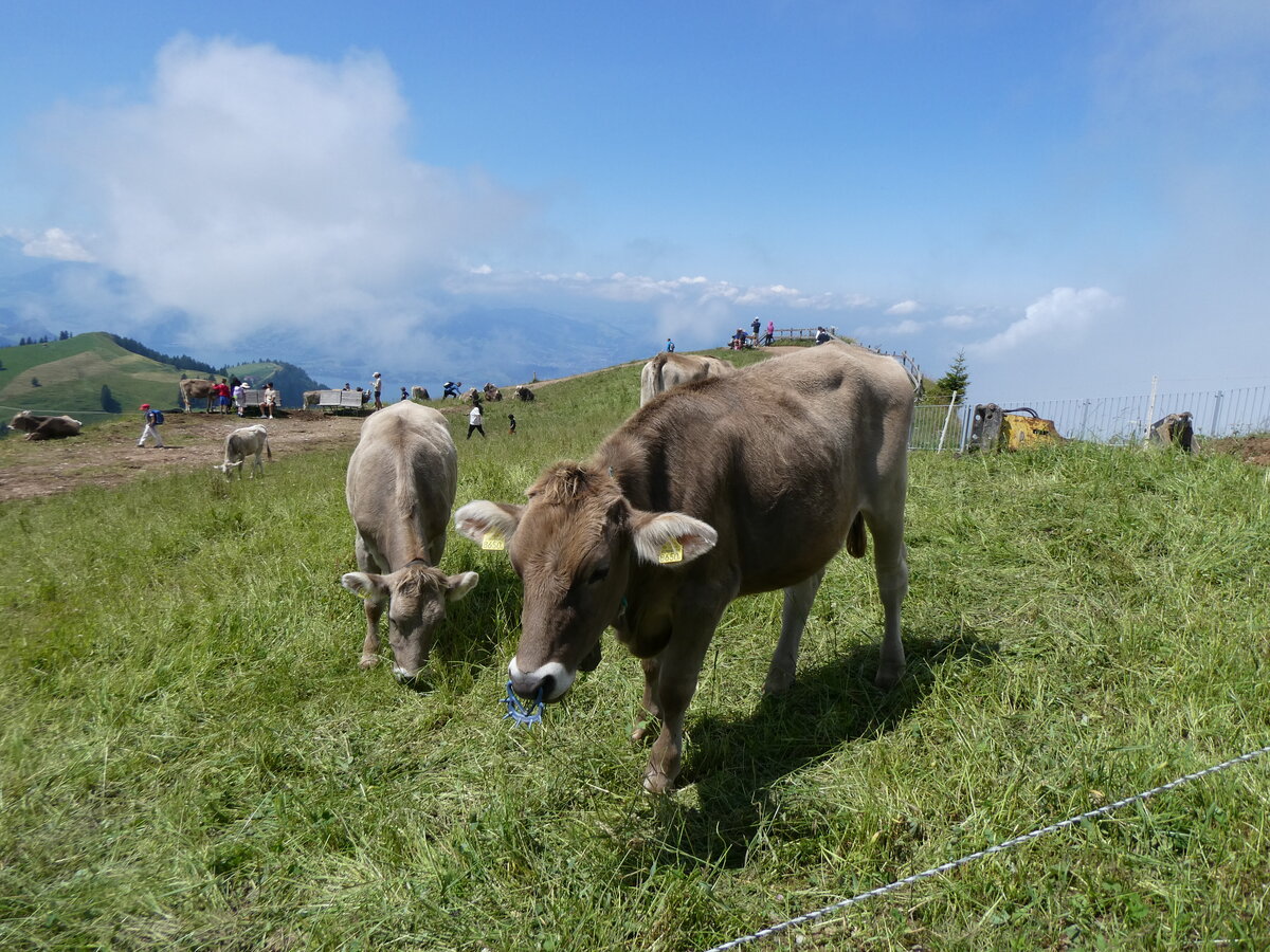 (264'966) - Rinder am 23. August 2024 auf der Rigi