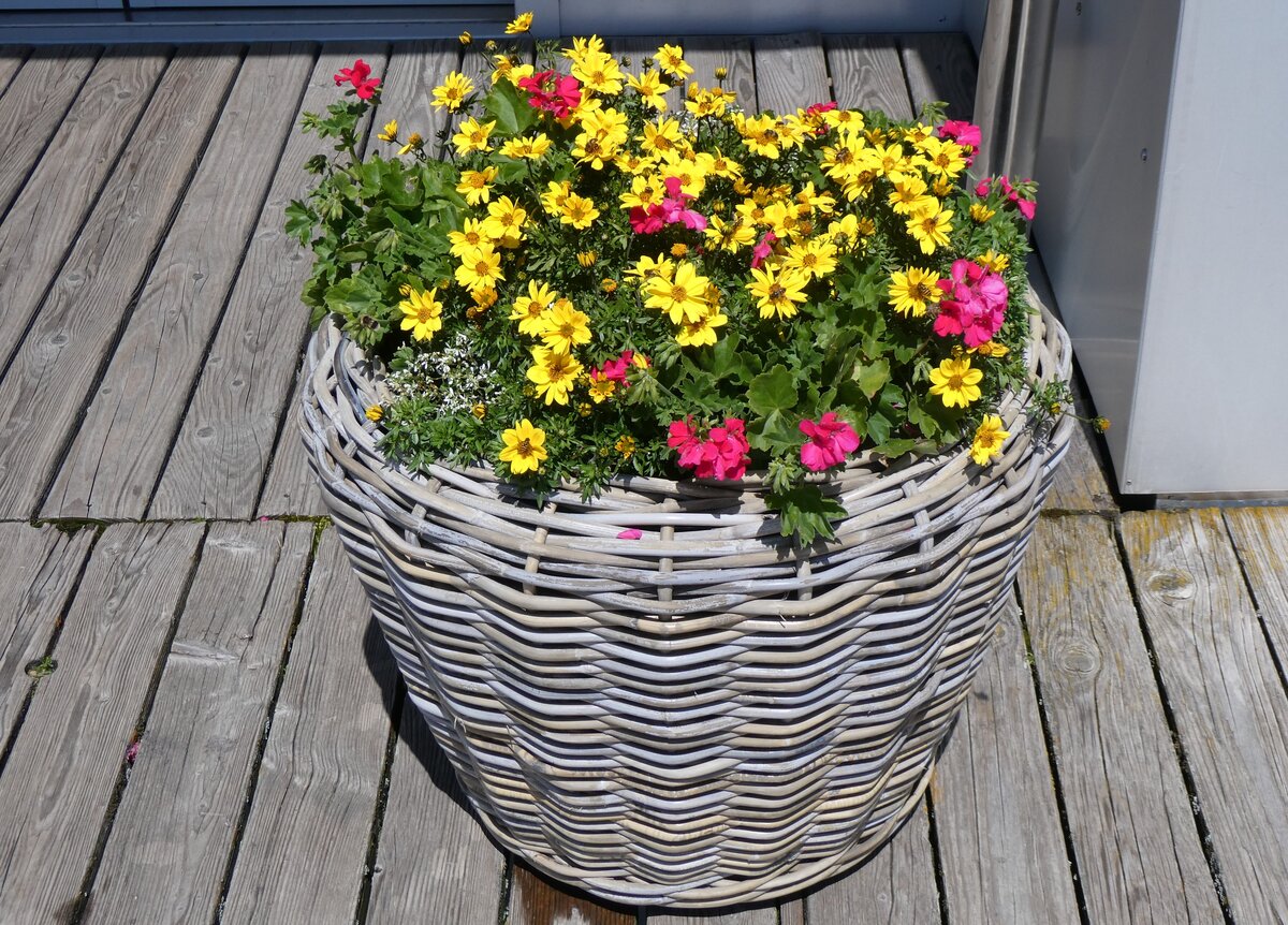 (264'968) - Blumen am 23. Juli 2024 auf der Rigi
