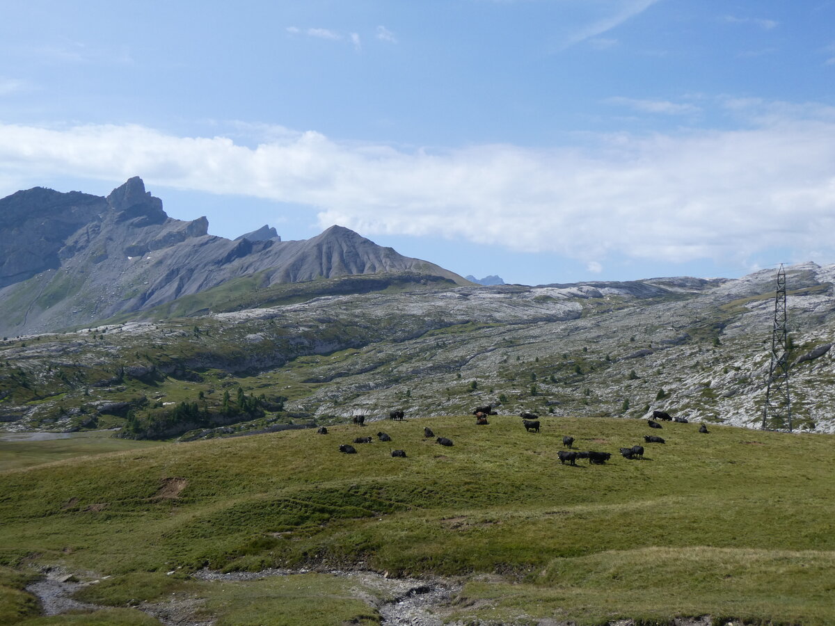 (266'541) - Eringer K�he am 1. September 2024 am Sanetschpass