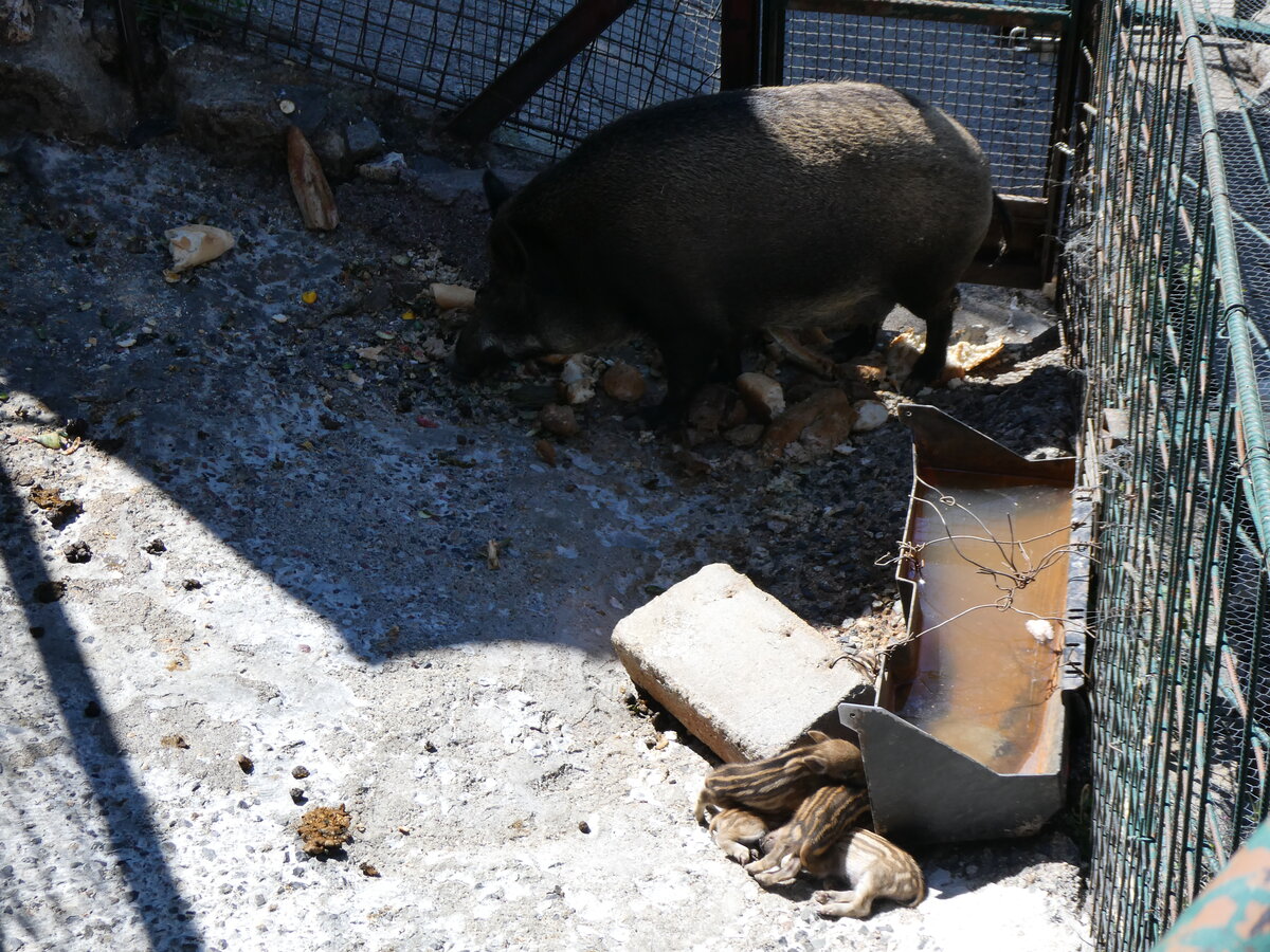 (267'105) - Mutter mit jungen Wildschweinchen am 17. September 2024 in Os de Civis
