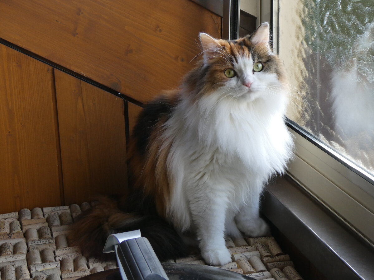(269'394) - Katze Nimerya am 26. November 2024 in Gwatt