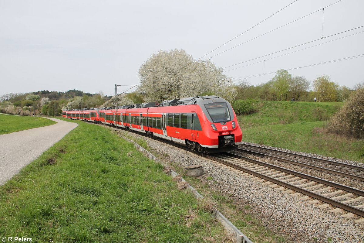 442 250 als S1 39151 Erlangen - Neumarkt/Oberpfalz bei Pölling. 07.04.24