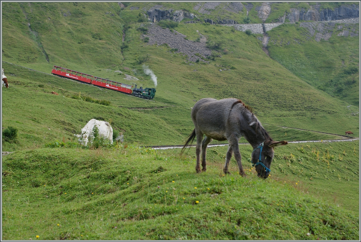 Auf der  Chuamad  an der Strecke der Brien Rothorn Bahn.
30. August 2013