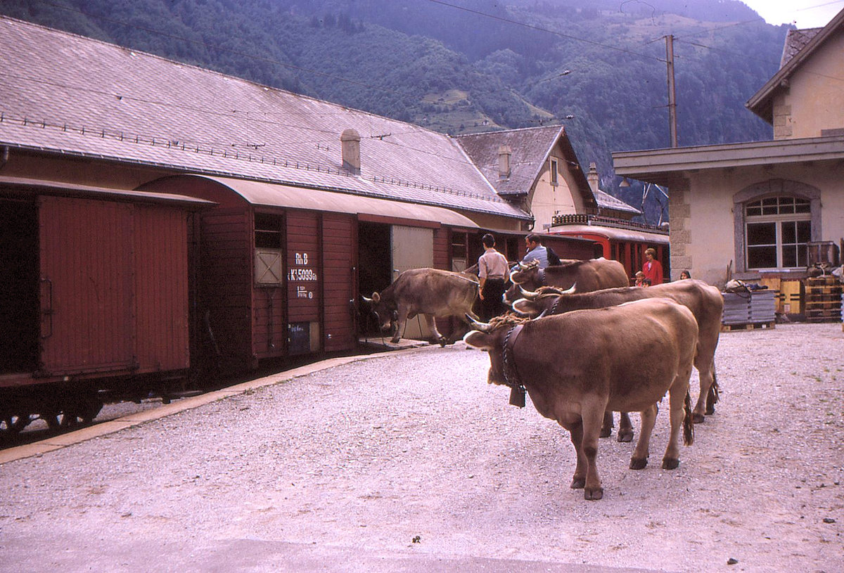 Auf der einstigen RhB-Strecke Bellinzona-Mesocco, 14.September 1970: Verladen von Vieh in Mesocco. 