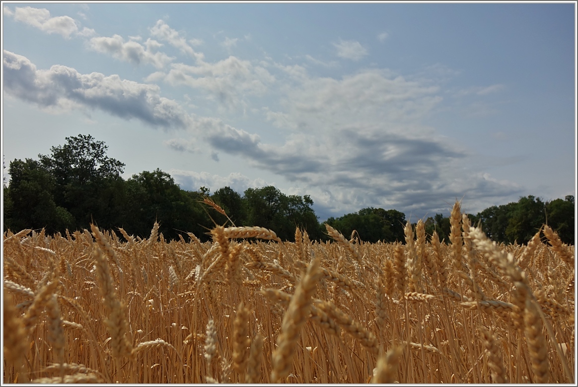 Bald ist Erntezeit: Ein Weizenfeld bei Allaman.
(08.07.2015) 