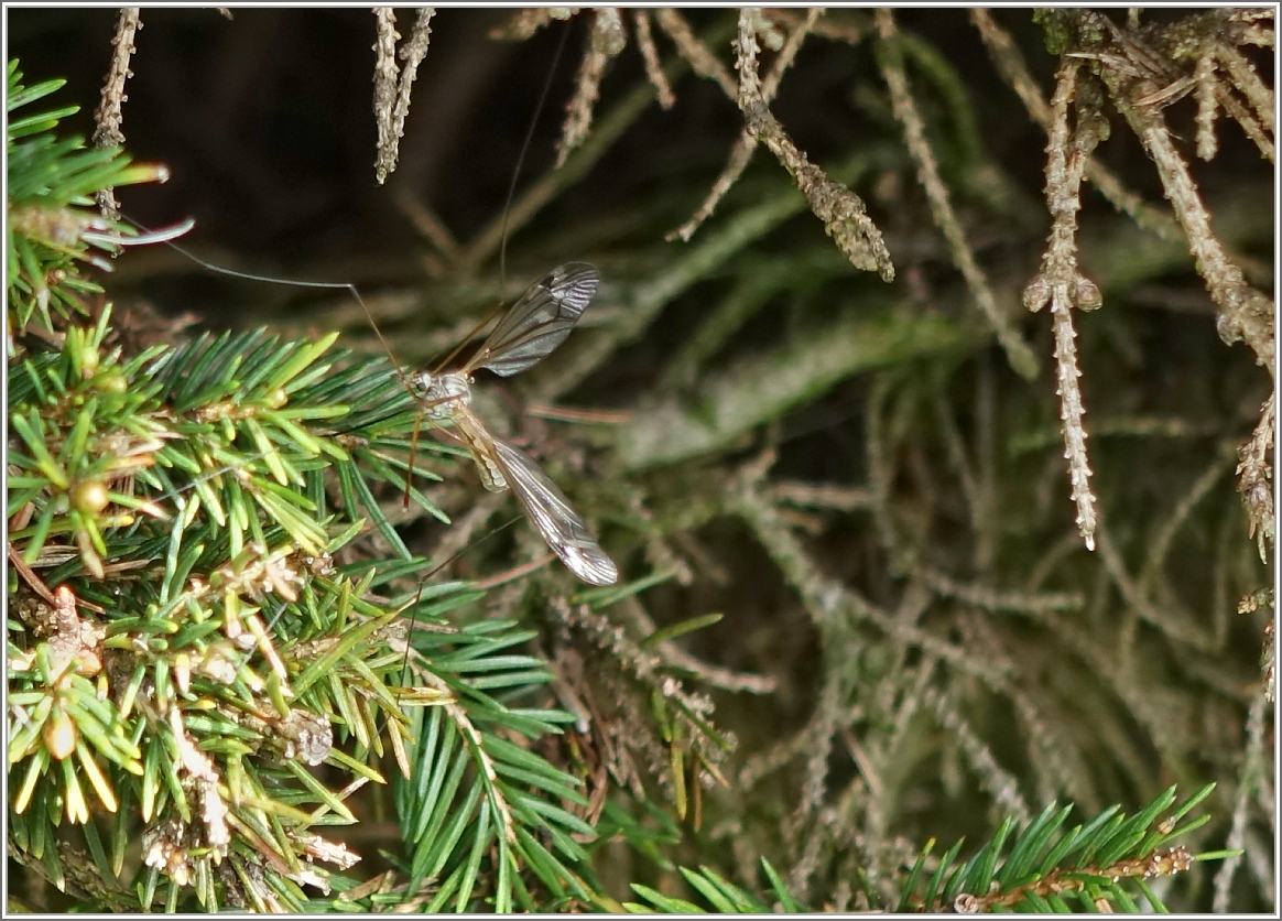 Beinahe nicht zu sehen: eine Schnake in der Hecke.
(11.05.2015)