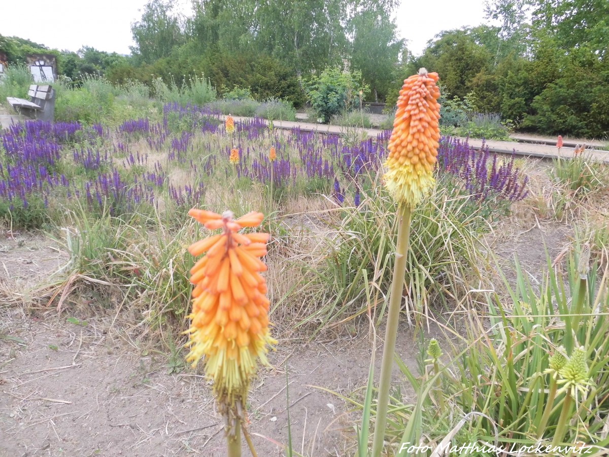 Blumenvielfalt am Thringer Bahnhof in Halle (Saale) am 11.6.15