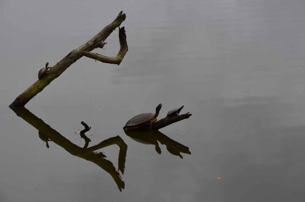  Das magische Dreieck oder in der Ruhe liegt die Kraft . Schildkrten am Lake Lynn in Raleigh (NC) am 16.10.2013