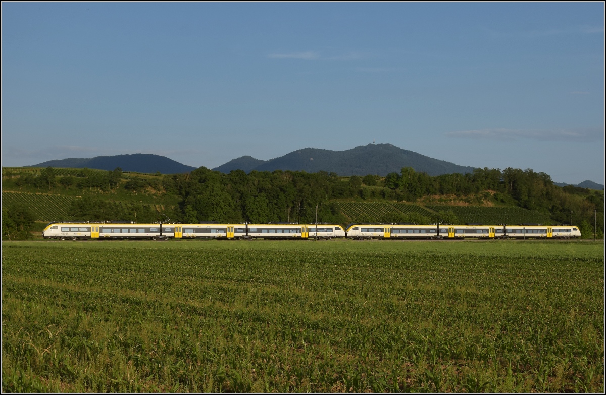 Das typisch gelbe Abendlicht im Markgräflerland begleitet 463 023 und 463 003 auf seiner Fahrt nach Freiburg. Buggingen, Juni 2022.