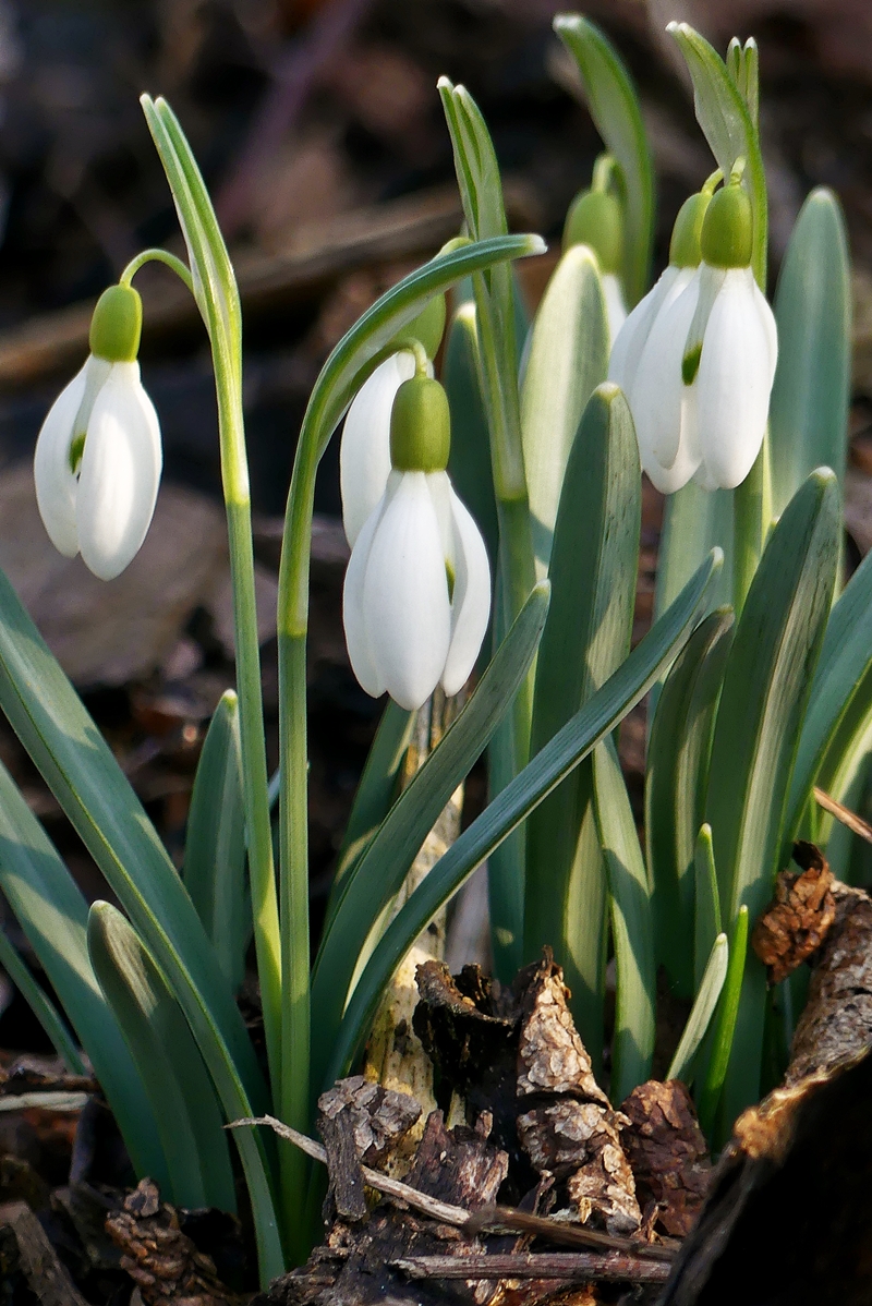 Der Frhling hlt Einzug in unserem Garten. 21.02.2019 (Jeanny)