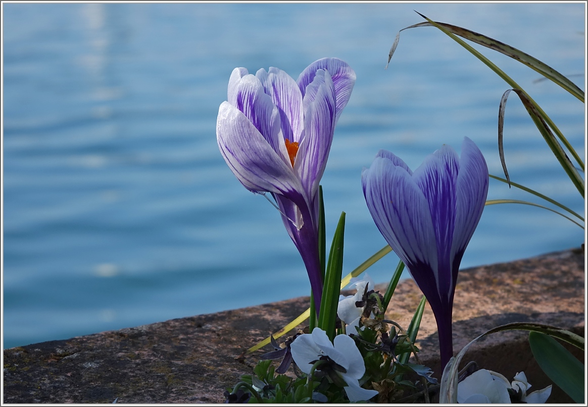 Der Frühling kommt
(10.03.2014)