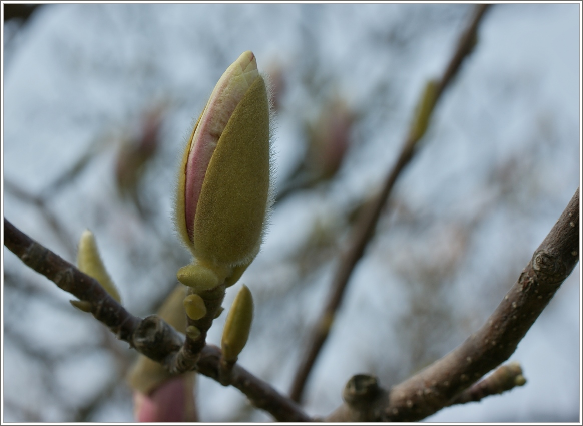 Der Frühling kommt...
(15.03.2016)