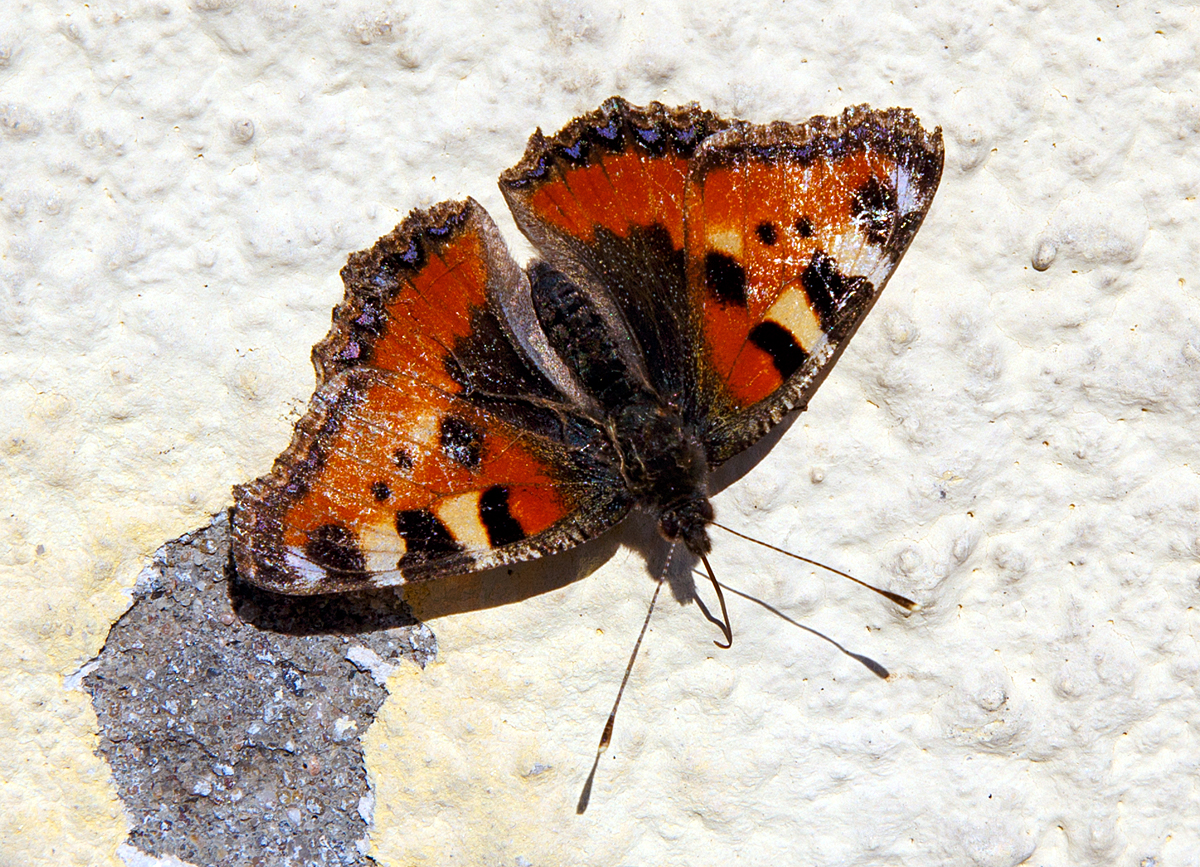 
Der Frühling kommt....
Ein Kleiner Fuchs (Aglais urticae) an der Hauswand vom Bahnhof Herdorf am 08.03.2015