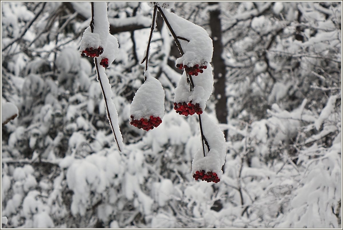 Der Gewöhnliche Schneeball bleibt den Vögeln auch bei dieser Schneemenge als Nahrung erhalten, seine rote Farbe ist nicht zu übersehen.
(05.12.2020)

