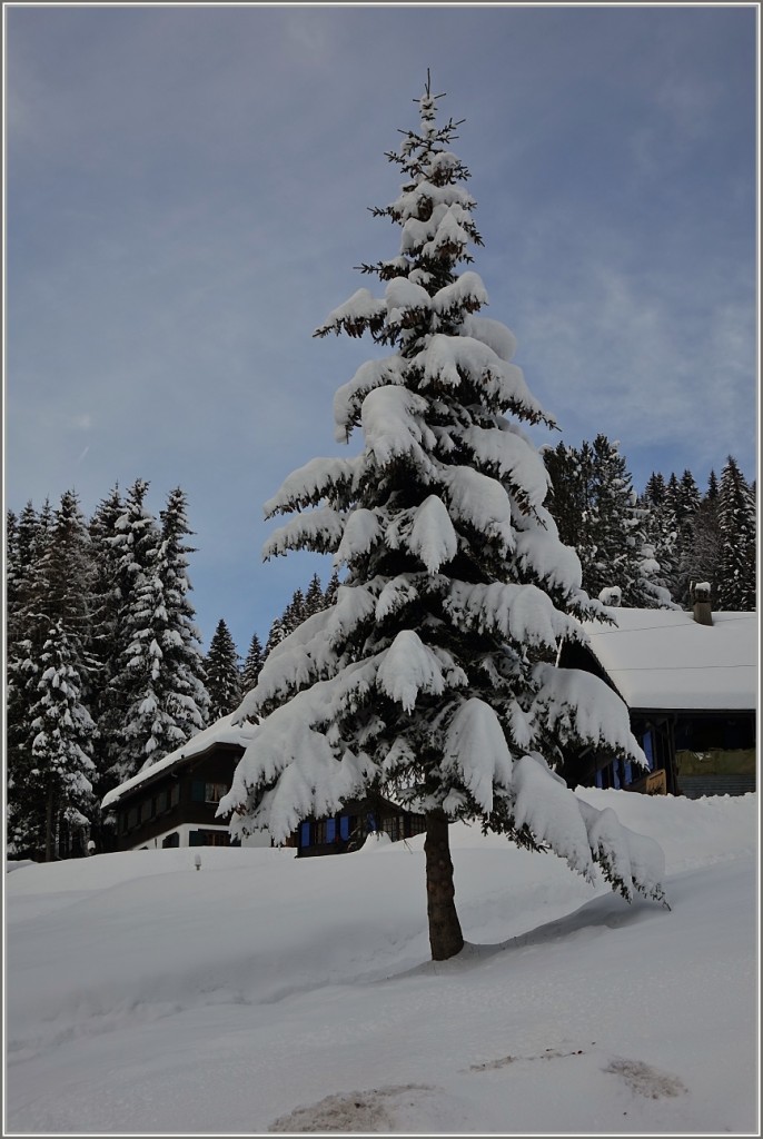 Der Schnee ist der Schmuck des Tannenbaums und hebt seine Schönheit hervor.
(21.01.2015)