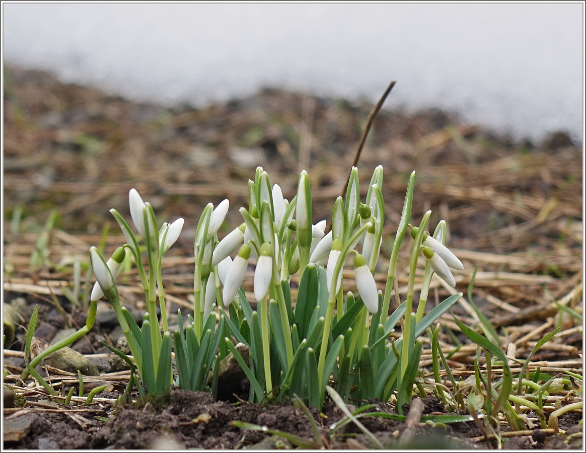 Der Winter ist auf dem Rückzug.
(01.03.2015)