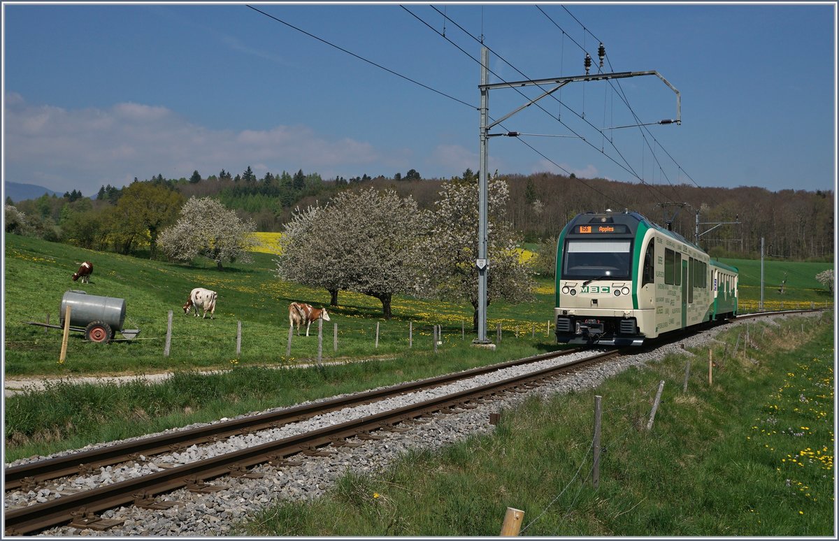 Die BAM MBC bedient die Strecke Apples - L'Isle mit einer Fahrzeit von vierzehn Minuten im Stundentakt. In der Hauptverkehrszeit am Morgen und Mittag wird der Halbstundentakt angeboten, damit dies mit in Ermangelung an Kreuzungsstation mit einer Komposition bewerkstelligt werden kann, hält der Zug unterwegs nur in Pampigny-Sévery und Montricher, so dass bei einer Fahrzeit von nun dreizehn Minuten der Zug eine Stunde lange ständig hin und her pendelt. Das Bild zeigt den Be 4/4 35 (SURF) mit seinem Bt 54 als Regionalzug 529 von L'Isle nach Apples kurz vor seinem Ziel.
11. April 2017