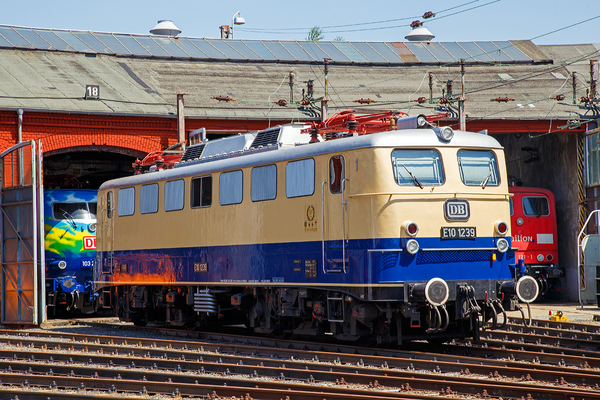 Die E 10 1239, ex DB 110 239-1, ex DB E 10 239, am 30.06.2019  im Südwestfälische Eisenbahnmuseum in Siegen.

Die Lokomotive E 10 1239 wurde 1962 von Krauss-Maffei in München unter der Fabriknummer 18741 gebaut, der elektrische Teil ist von Siemens, und von der Deutschen Bundesbahn nach Abnahmefahrten nach Ingolstadt und Salzburg von München aus am 22.02.1962 abgenommen. Die vorgestellte 1 in der Lokbezeichnung weist auf die abweichende maximale Geschwindigkeit von 160 km/h statt der üblichen 150 km/h hin. Diese Änderung wurde für den Einsatz vor Rheingold-Zügen notwendig und wurde über die Änderung der Getriebeübersetzung von 1 : 1,91 statt 1 : 2,11 erreicht. Entgegen landläufig verbreiteter Ansicht hatte E 10 1239 nicht die nur bei E 10 1244 eingebauten sogenannten Schnellfahrdrehgestelle aus dem Hause Henschel, sondern lief wie die  normalen  Lokomotiven der Baureihe E 10 auf Seriendrehgestellen.

Wichtigstes äußerliches Merkmal der technisch abweichenden Lokomotive war der Anstrich der Lokomotive in den neuen, für den Rheingold vorgesehenen Farben Beige/ Kobaltblau, in welchen sie nach der Übernahme durch die Deutsche Bundesbahn zum Bw Heidelberg kam und von dort den Rheingoldzug zog. Auch heute gilt das Rheingold noch als Synonym für hochwertigen Reiseverkehr. In keiner anderen Farbgebung zogen Lokomotiven der Baureihe E 10 in Kastenform höherwertigere Züge, der Status als Schnellfahrlokomotive höchster Qualität war deutlich sichtbar, auch wiesen die Kasten-E 10.12 eine von ihren unscheinbar blau lackierten Schwestern eine nicht gekannte Eleganz auf.

Der Einsatz als Rheingold-Lokomotive währte für E 10 1239 nur rund 6 Monate, dennoch dürfte es der interessanteste Abschnitt ihres langen Arbeitslebens gewesen sein.

Mit der Indienststellung von E 10 1265 bis E 10 1270 (der späteren DB BR 112 bzw. nach der deutschen Wiedervereinigung BR 113) verlor E 10 1239 ihr elegantes Farbkleid. Sie wurde im AW München-Freimann blau lackiert, auf 150 km/h Höchstgeschwindigkeit zurückgebaut und zur E 10 239 umnummeriert. Die Beheimatung in Heidelberg wurde aufgegeben und die Maschine ging in den Bestand des Bw Nürnberg über, wo sie bis zum 25.5.1974 blieb.

Vom 26.5.1974 an war die Lok im Bw Stuttgart zu Hause, in Stuttgarter Zeit erlebte sie zum dritten Mal die Änderung ihres Anstrichs in ihrer Laufbahn, sie wurde am 1977 oceanblau/beige. Mit der Umstellung auf das Computernummernsystem 1968 wurde sie zur 110 239-1. Im Jahre 2002 wurde sie im Rahmen der Hauptuntersuchung auch rein optisch ihren Schwestermaschinen vollends angeglichen werden, und wurde nun auch verkehrsrot Lackiert. Das wenig beliebte orientrote Farbschema hat sie nie getragen.
