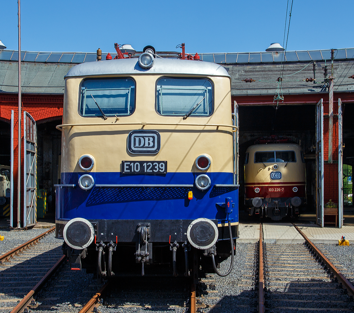 
Die E 10 1239, ex DB 110 239-1, ex DB E 10 239, am 30.06.2019  im Sdwestflische Eisenbahnmuseum in Siegen.

Die Lokomotive E 10 1239 wurde 1962 von Krauss-Maffei in Mnchen unter der Fabriknummer 18741 gebaut, der elektrische Teil ist von Siemens, und von der Deutschen Bundesbahn nach Abnahmefahrten nach Ingolstadt und Salzburg von Mnchen aus am 22.02.1962 abgenommen. Die vorgestellte 1 in der Lokbezeichnung weist auf die abweichende maximale Geschwindigkeit von 160 km/h statt der blichen 150 km/h hin. Diese nderung wurde fr den Einsatz vor Rheingold-Zgen notwendig und wurde ber die nderung der Getriebebersetzung von 1 : 1,91 statt 1 : 2,11 erreicht. Entgegen landlufig verbreiteter Ansicht hatte E 10 1239 nicht die nur bei E 10 1244 eingebauten sogenannten Schnellfahrdrehgestelle aus dem Hause Henschel, sondern lief wie die  normalen  Lokomotiven der Baureihe E 10 auf Seriendrehgestellen.

Wichtigstes uerliches Merkmal der technisch abweichenden Lokomotive war der Anstrich der Lokomotive in den neuen, fr den Rheingold vorgesehenen Farben Beige/ Kobaltblau, in welchen sie nach der bernahme durch die Deutsche Bundesbahn zum Bw Heidelberg kam und von dort den Rheingoldzug zog. Auch heute gilt das Rheingold noch als Synonym fr hochwertigen Reiseverkehr. In keiner anderen Farbgebung zogen Lokomotiven der Baureihe E 10 in Kastenform hherwertigere Zge, der Status als Schnellfahrlokomotive hchster Qualitt war deutlich sichtbar, auch wiesen die Kasten-E 10.12 eine von ihren unscheinbar blau lackierten Schwestern eine nicht gekannte Eleganz auf.

Der Einsatz als Rheingold-Lokomotive whrte fr E 10 1239 nur rund 6 Monate, dennoch drfte es der interessanteste Abschnitt ihres langen Arbeitslebens gewesen sein.

Mit der Indienststellung von E 10 1265 bis E 10 1270 (der spteren DB BR 112 bzw. nach der deutschen Wiedervereinigung BR 113) verlor E 10 1239 ihr elegantes Farbkleid. Sie wurde im AW Mnchen-Freimann blau lackiert, auf 150 km/h Hchstgeschwindigkeit zurckgebaut und zur E 10 239 umnummeriert. Die Beheimatung in Heidelberg wurde aufgegeben und die Maschine ging in den Bestand des Bw Nrnberg ber, wo sie bis zum 25.5.1974 blieb.

Vom 26.5.1974 an war die Lok im Bw Stuttgart zu Hause, in Stuttgarter Zeit erlebte sie zum dritten Mal die nderung ihres Anstrichs in ihrer Laufbahn, sie wurde am 1977 oceanblau/beige. Mit der Umstellung auf das Computernummernsystem 1968 wurde sie zur 110 239-1. Im Jahre 2002 wurde sie im Rahmen der Hauptuntersuchung auch rein optisch ihren Schwestermaschinen vollends angeglichen werden, und wurde nun auch verkehrsrot Lackiert. Das wenig beliebte orientrote Farbschema hat sie nie getragen.
