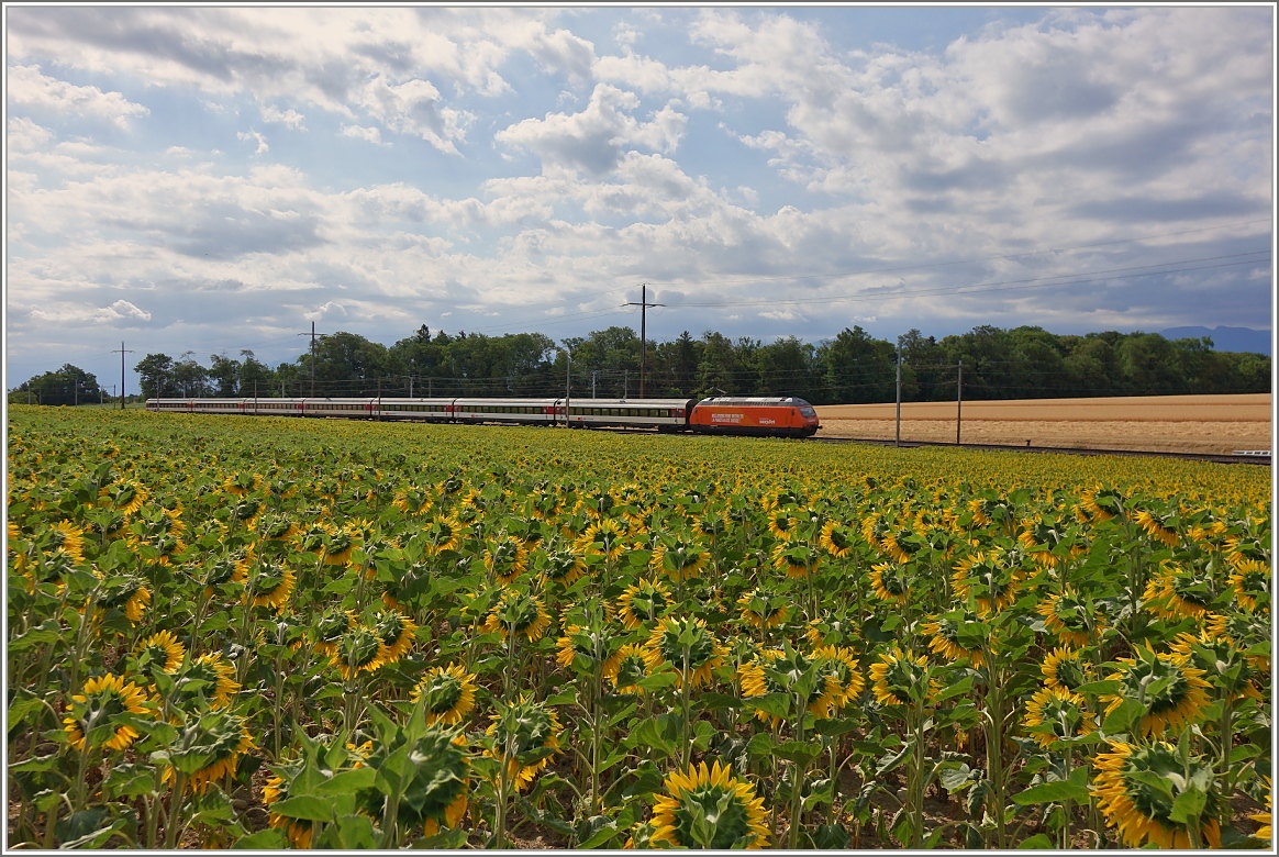 Die  easy-jet  Re 460 063-1 mit dem IR 1716 von Brig nach Genève Aéroport kurz nach Allaman.
(08.07.2015)