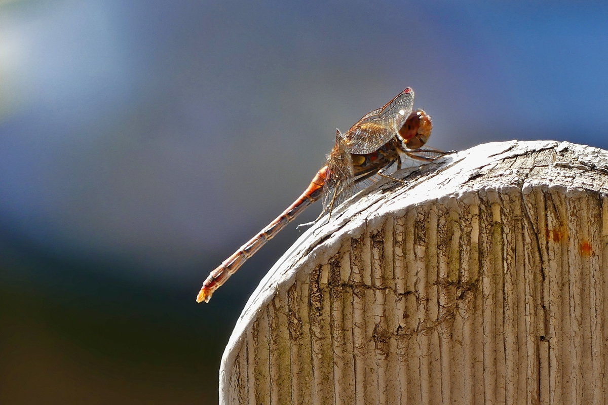 Die Groe Heidelibelle (Sympetrum striolatum) geniet das Sonnenbad in der Nhe von Bollendorf-Pont. 13.10.2019 (Jeanny)