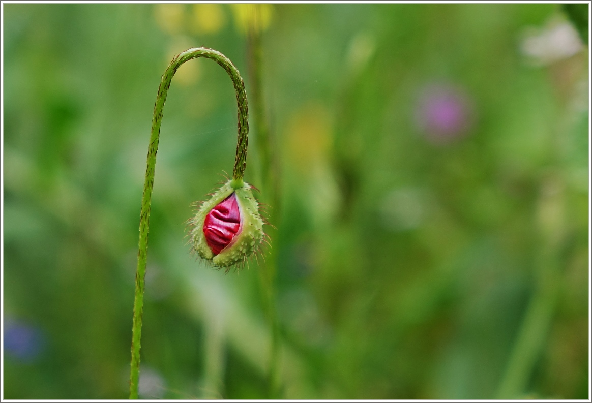 Die Knospe einer Mohnblume öffnet sich.
(25.04.2015)