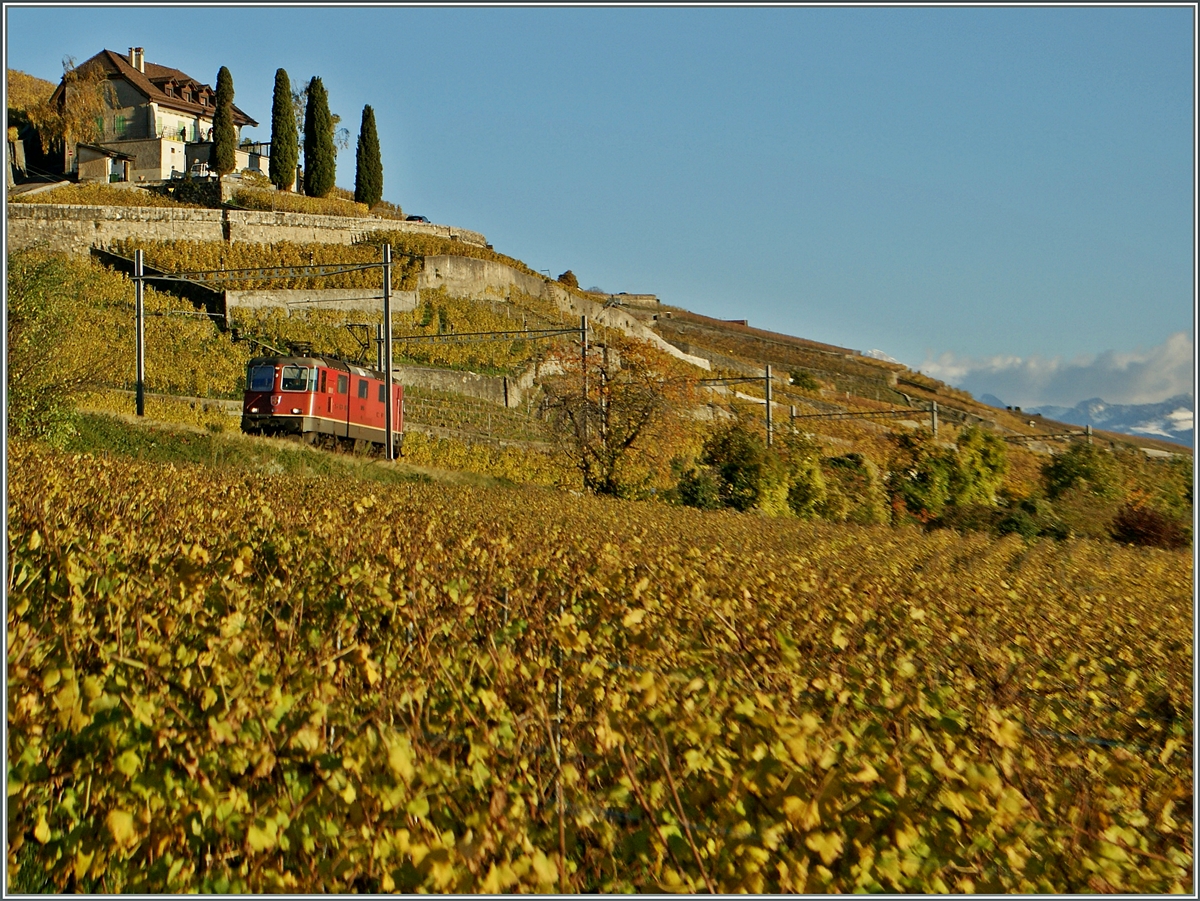 Die Re 4/4 II scheint ber den herbstlichen Weinberg zu  schweben .
Bei Lutry, den 11.11.2013 