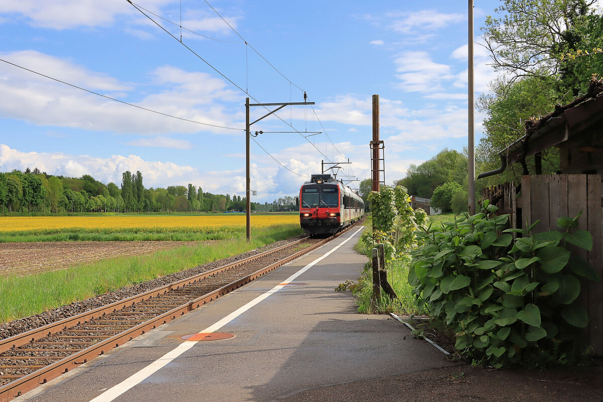 Die Station Henniez im Broyetal: Einfahrt eines Domino-Zug, geführt von 560 259. Rings um diese fast verlassene Station wuchert das Unkraut. 20.Mai 2021 