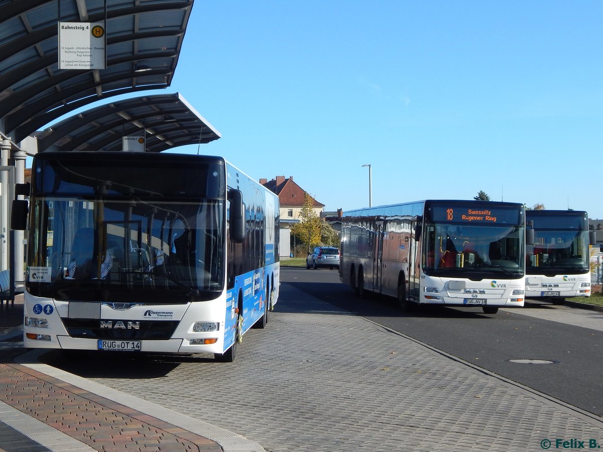 Drei 15m MAN Lion's City von Oppermann Trabsporte und der VVR in Sassnitz.