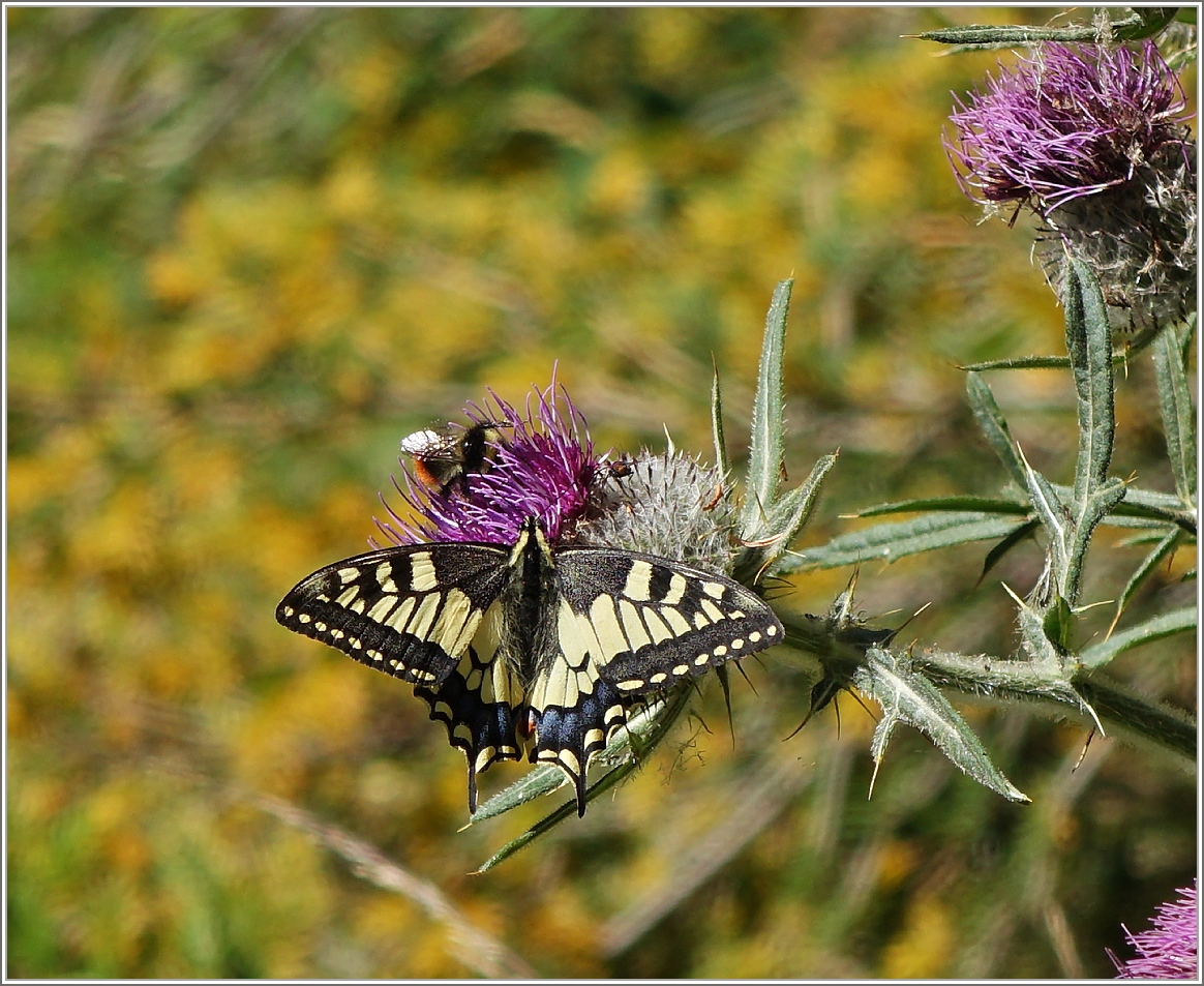 Ein Schwalbenschwanz 
(05.08.2015)