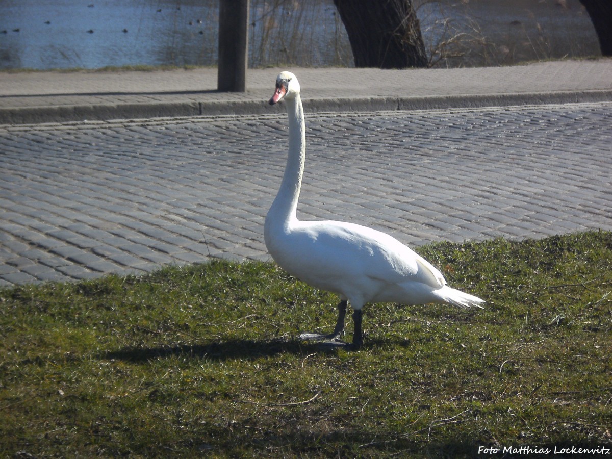 Ein Schwan auf einer Verkehrsinsel in Stralsund am 10.3.14