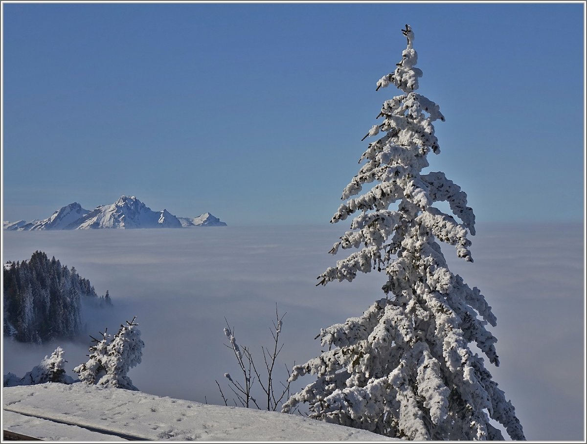 Ein tiefverschneiter Tannenbaum in der Wintersonne.
(24.02.2018)