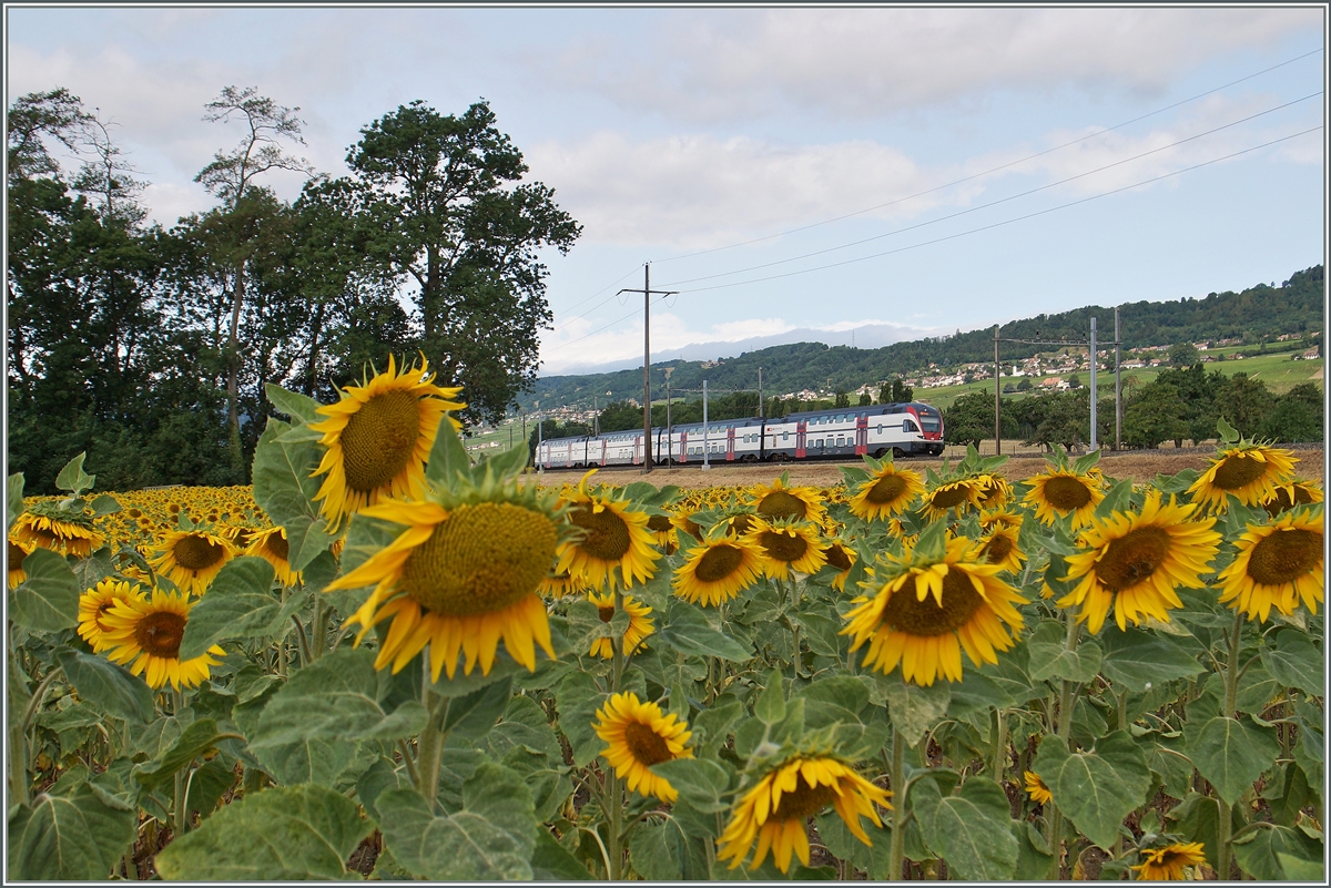 Ein vierteiliger RABe 511 als RE 3215 nach Vevey kurz vor Allaman.
8. Juli 2015