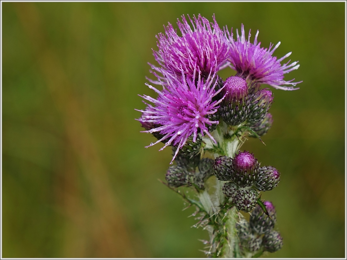 Eine Ackerdistel
(22.09.2016)