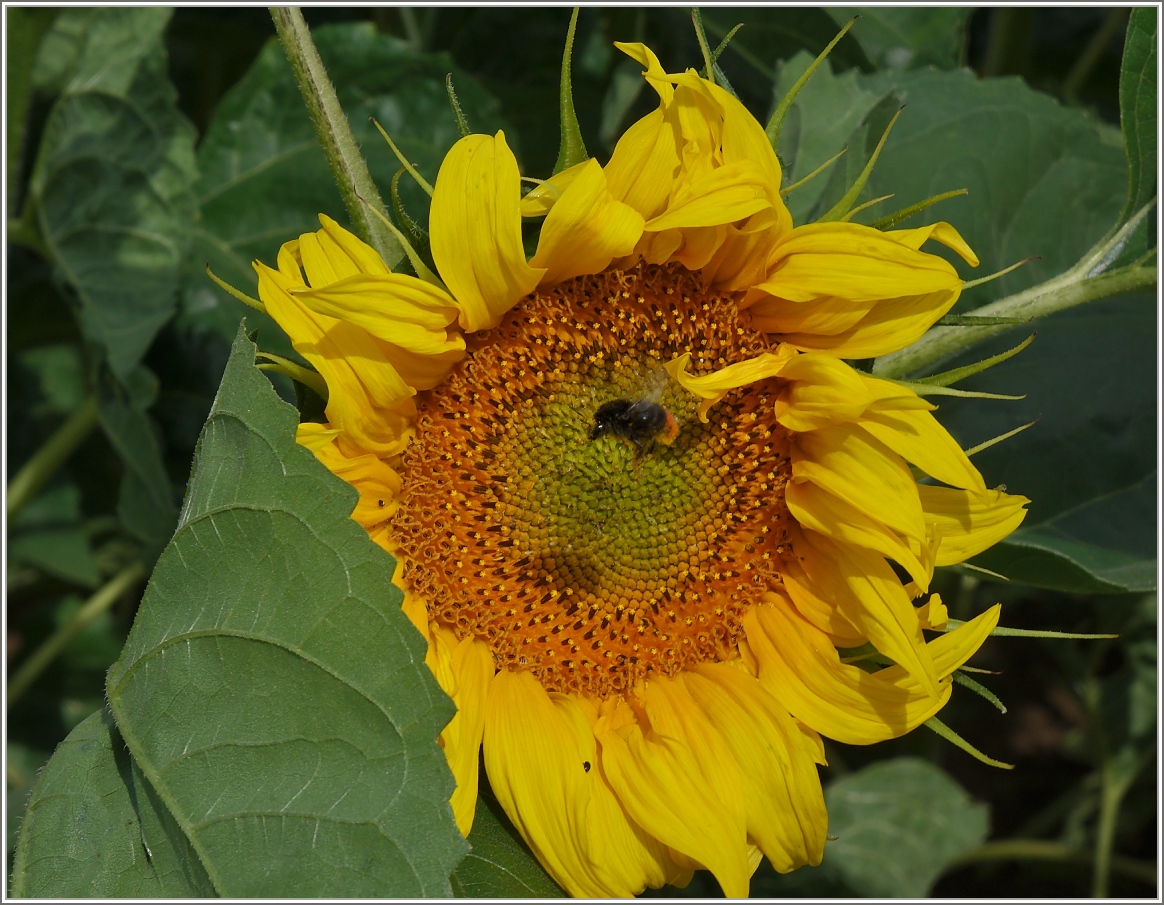 Eine Hummel kurz vor der Landung auf einer Sonnenblume.
(05.07.2014)