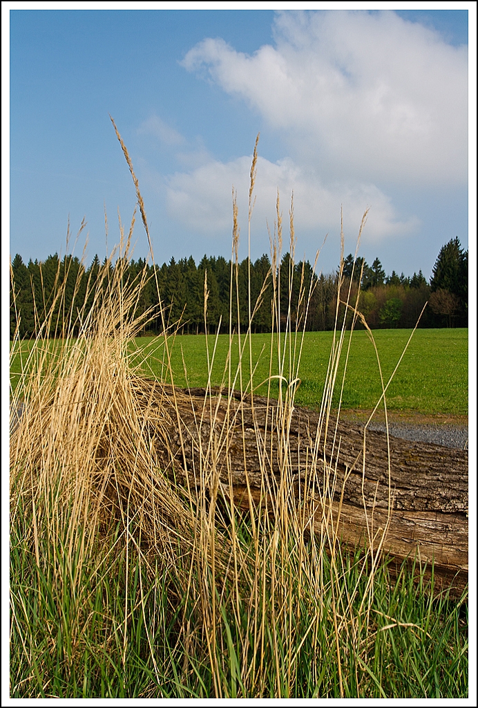 Eine Impression.....
Verdorrte Gräser vor einem alten Baumstamm am 12.04.2014 bei Nisterau.