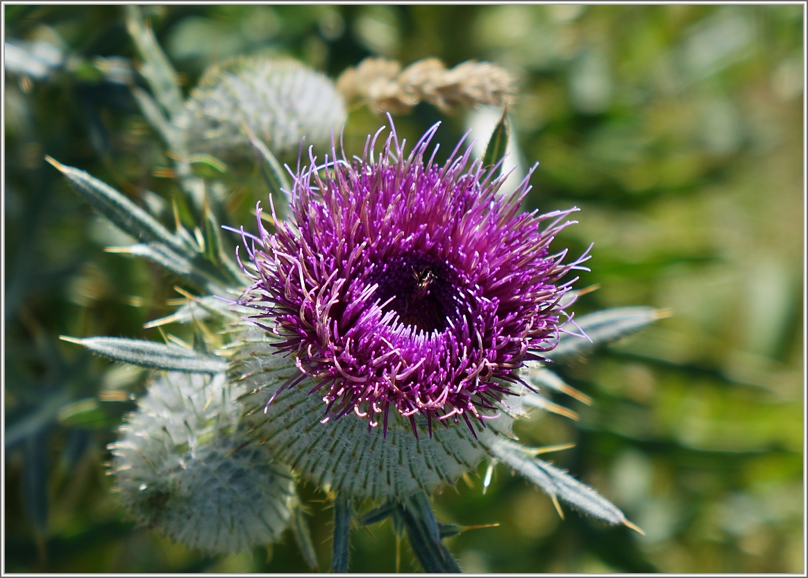 Eine Kratzdistel in voller Blüte.
(05.08.2015)