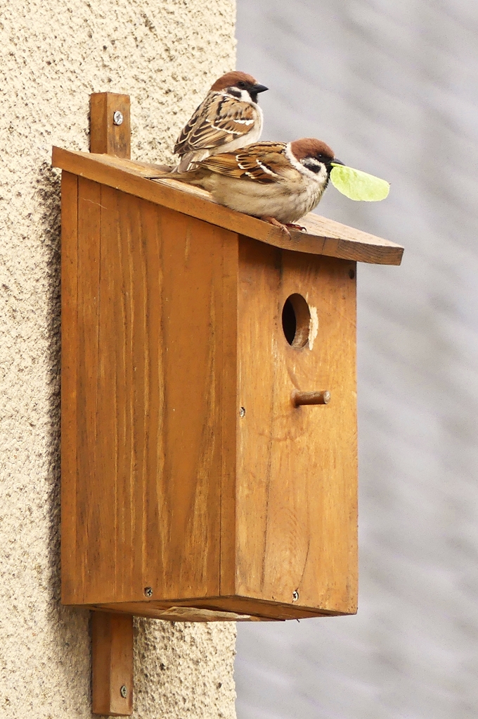 Einzug am 13.04.2020. (Jeanny)