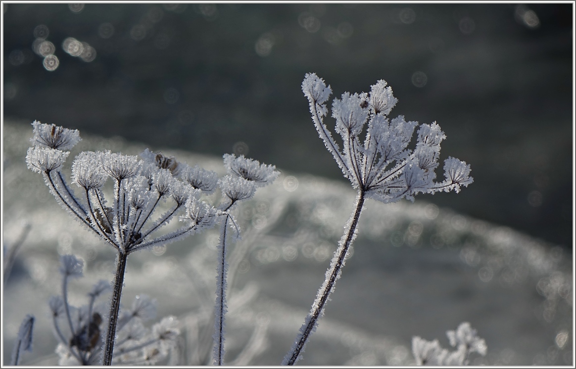  Eisblumen  am Bach 
(19.01.2017)