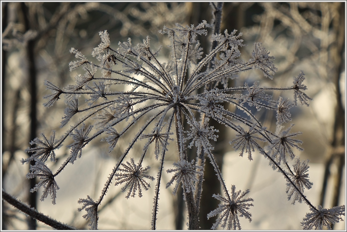 Eisblumen
(19.01.2017)