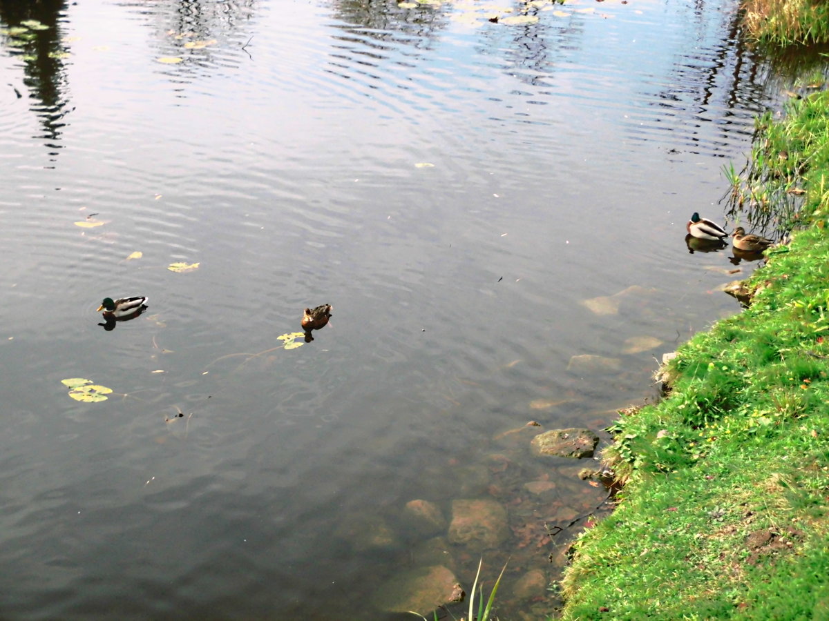 Enten am Bach in Delitzsch am 4.11.17