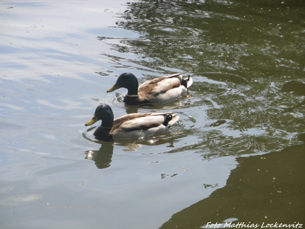 Enten an der Rabeninsel in Halle am 8.6.15