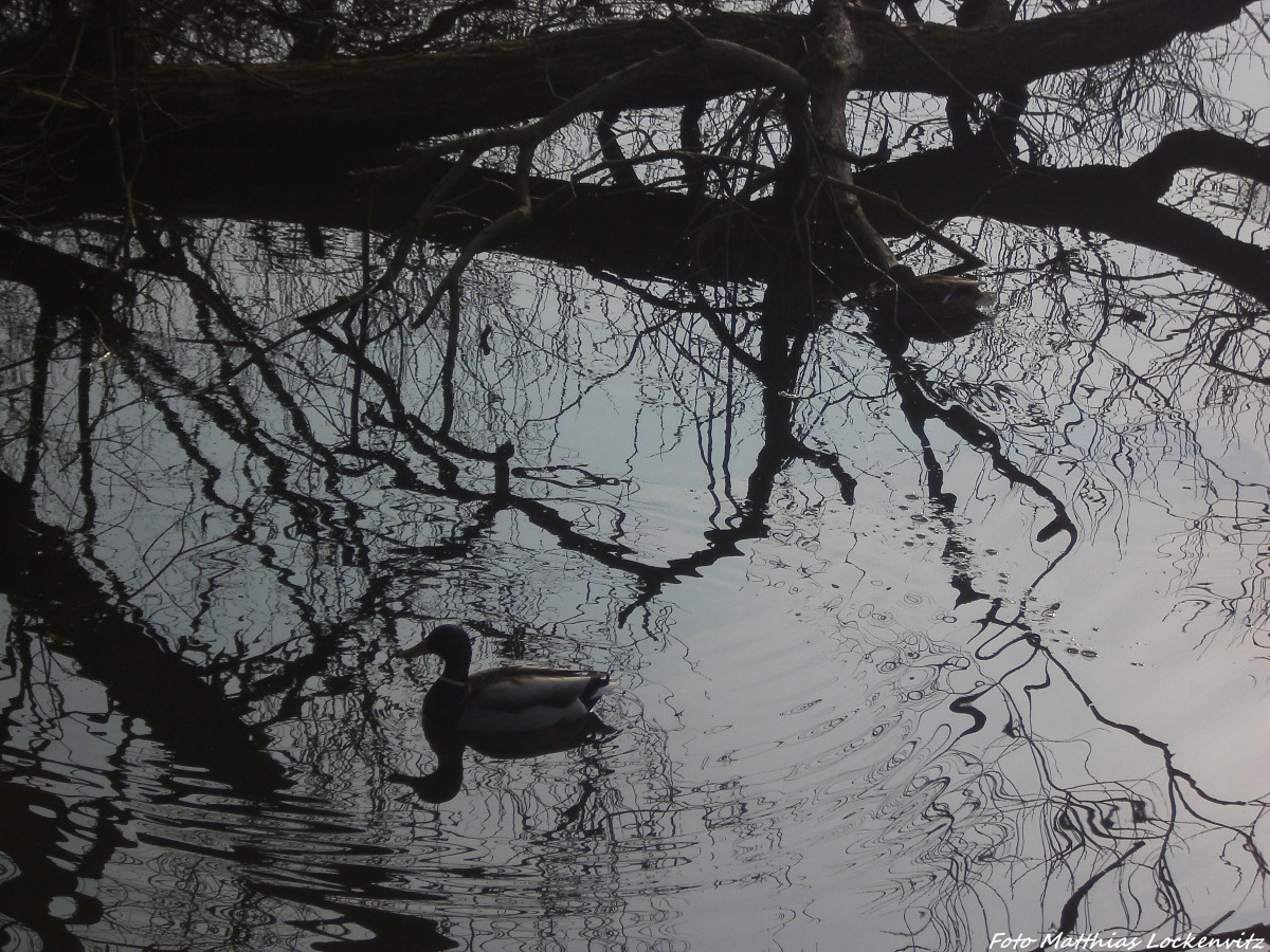 Enten auf Futtersuche am 27.2.14