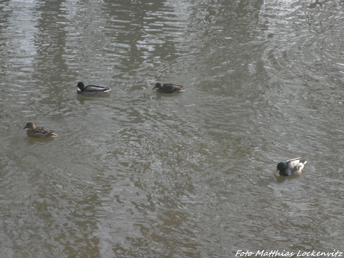 Enten auf der Saale in Halle (Saale) am 17.2.15