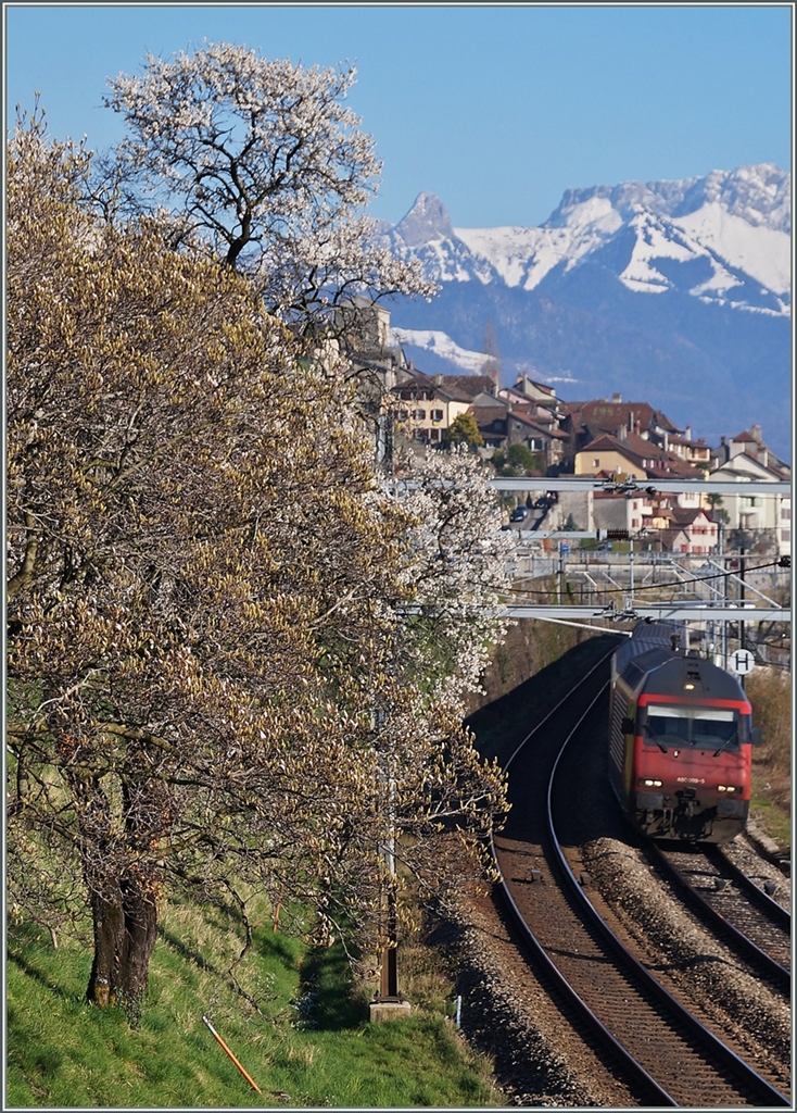 Erfreulich frühe Frühlingsboten am  Kleinen See . 
zischen St- Saphorian und Rivaz, den 7. März 2014
(Hier die von Jeanny angeregte 1034x734px Version)